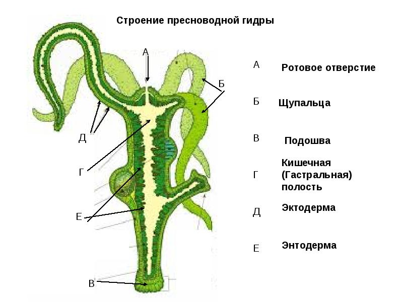 Darknet ссылки